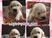 Kc registered big chunky pups