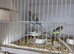 Young budgies