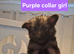 German shepherd pups