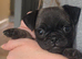 Pug female
