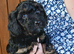 Cavapoo puppies