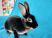 Mini rex for sale