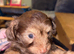 Male chi/poo