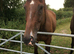 Very quite French ex race horse