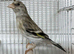 Silver blue goldfinch mule