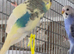 Violet/ pied baby budgies