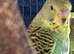 4 budgies for sale