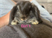 Pure mini lop kits (Stunning)
