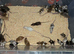 Fancy Mice Babies available, Mostly Females