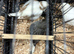 Blue carrier cock & white/fawn hen breeding pair