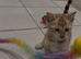Lovely 5 Generation Pedigree Bengal kittens
