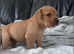 Labrador pups