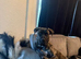 Roco - Presa Canario × Cane Corso - 9 Months Old