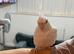 Albino Semi Tame cocktail
