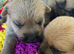 Quality KC Reg Cairn Terrier puppies
