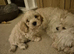 Cavachon puppies