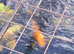 Koi