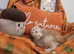 Pedigree maine coon kittens
