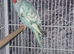 Blue pied 2026 ringnecks