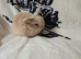 Stunning mini lops available