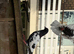 Pigeons for Sale available Now