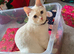 Pumpkin Flamepoint Ragdoll 18 months