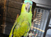 Blue fronted Amazon proven cock