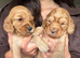 Stunning F1 Cockapoo Puppies (Show Type) – Rare Colours & Wonderful Temperaments!