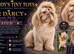 Amazing chocolate Shih Tzu boy