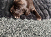 6 beautiful cocker spaniel puppies for sale