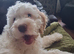 beautifull cockerpoo boy