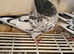 Pakistani highflyer pigeons for sale
