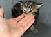 Kittens for sale