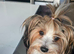 Price negotiable. Yorkshire Terrier Puppies – 1 last Boy Looking for Loving Homes