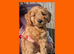 READY NOW 4 x Red Cockapoo Girls For Sale