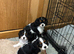 K C Reg Cavalier King Charles