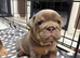 Last of the litter, NEBBR registered
