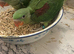 Alexandrine parrots
