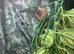 Tree frogs