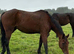 Stunning Irish sports horses