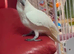 Sulphur crested Cockatoo Glasgow