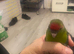 Hand tame Kakariki’s