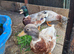 3 call duck males