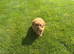 Female KC Reg miniature poodle puppy