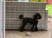 Gorgeous Mini Poodle