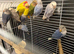 Love birds