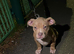 Last ones left!! Quality pocket bullys looking for forever homes.