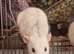 4 Female Rats Available