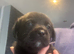 Lab x frug ( frenchie x pig )