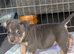 ABKC FEMALE POCKET BULLY